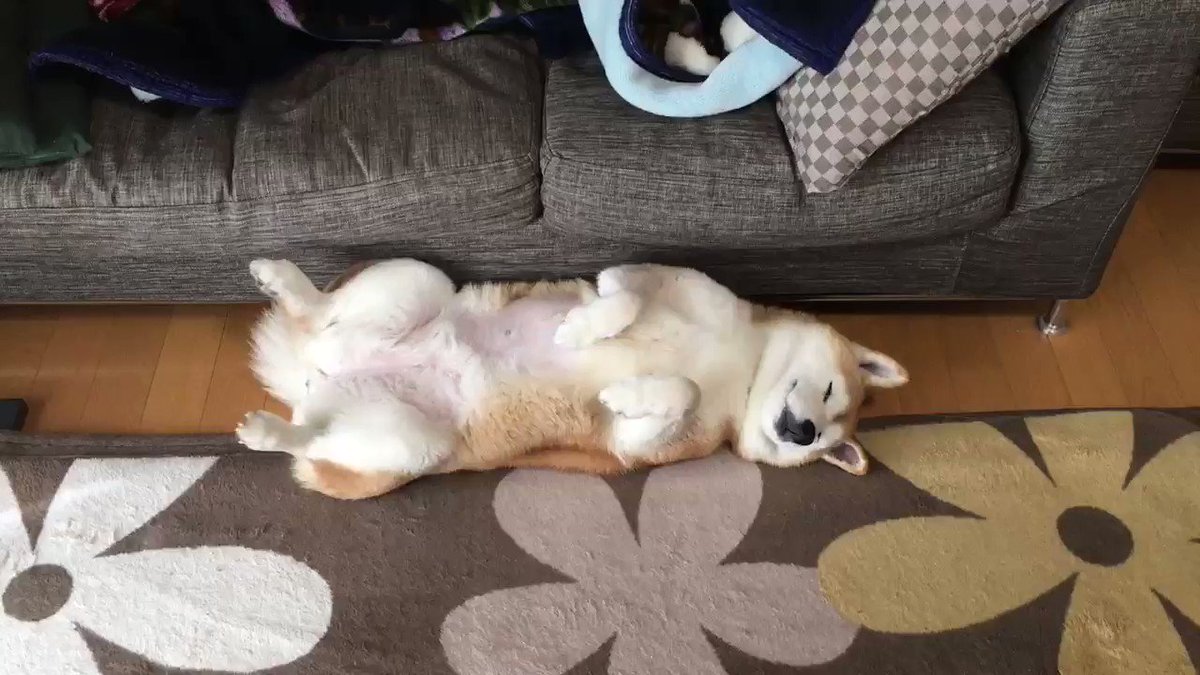 柴犬ロペさん ソファで寝てたら足元で添い寝してたロペさん ベッドから転げ落ちたみたいになってるよ 柴犬を崇めよ リングアウト