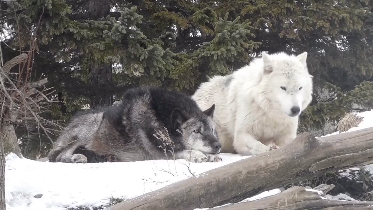 one zoo on X: 