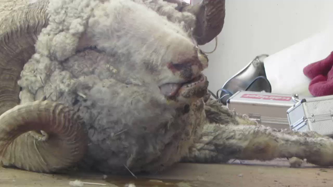 PETA on Twitter: PETA on Twitter: