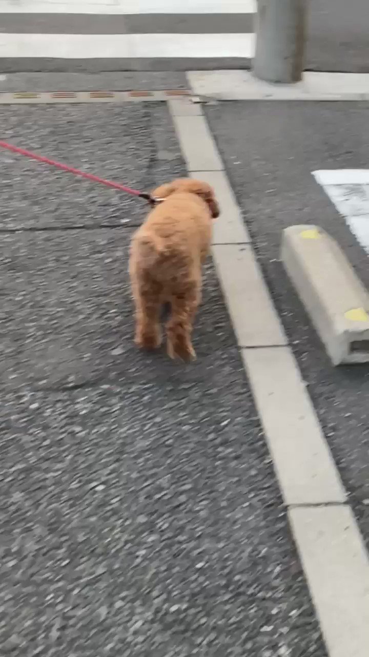 みるくchan Go スキップして歩いてるからおかしなと思い病院へ行ったら 膝蓋骨 内包脱臼 パテラ ステージ2とのこと 軟骨を守るために早めの手術を勧められたけど どうすりゃいいのだろう 近い内に決断しないといけない 内包脱臼 パテラ みるくchan Go スキップして歩いてるからおかしなと思い病院へ行ったら 膝蓋骨 内包脱臼 パテラ ステージ2とのこと 軟骨を守るために早めの手術を勧められたけど どうすりゃいいのだろう 近い内に決断しないといけない 内包脱臼 パテラ