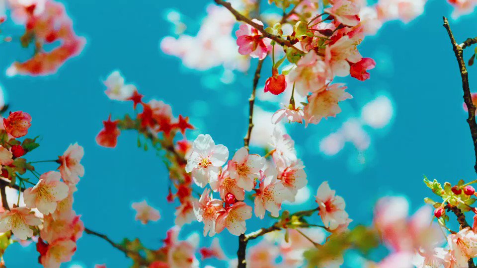 蜷川実花 T Co Ijxzsb66ii 今年はお花見なかなかできないので せめてお家でお花見気分をと思い作りました 気分がざわざわする日々ですが 少しでも皆様の気持ちがやわらかくなったら嬉しいです ぜひみてみてね 蜷川実花 Mikaninagawa 実花 蜷川実花 T Co Ijxzsb66ii 今年はお花見なかなかできないので せめてお家でお花見気分をと思い作りました 気分がざわざわする日々ですが 少しでも皆様の気持ちがやわらかくなったら嬉しいです ぜひみてみてね 蜷川実花 Mikaninagawa 実花