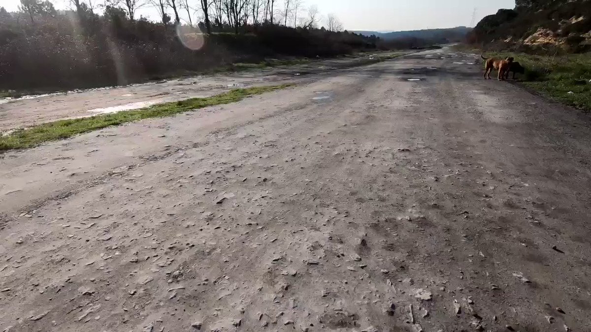 Kopek Filmi Dog Movie Kopekfilmi Twitter Kopek Filmi Dog Movie Kopekfilmi Twitter