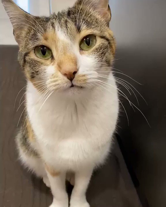 🔊From that cat honey: Believe it or not, I don’t always get what I want #meowed #meowedofficial #TheMeowedClub
