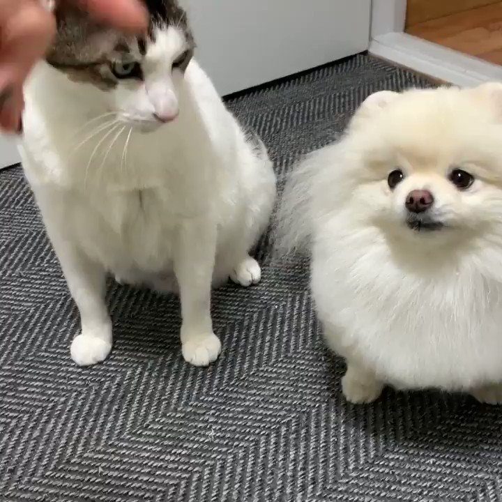 お手なら私！！お手なら私にご用命ください！！の白ポメちゃんの癒され動画をどうぞ！