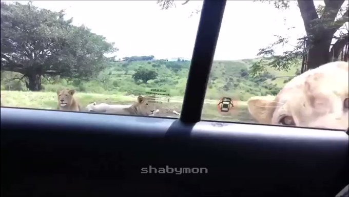 Vídeo incorporado