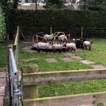 イギリスの街がロックダウンになった結果？子羊が遊具で遊んでる!