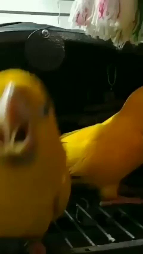 SeizureSalad π§ (@KetoHiking) on Twitter photo 06/04/2020 16:09:40 Time for birb. *sound on - max volume for max happy* Time for birb. *sound on - max volume for max happy*