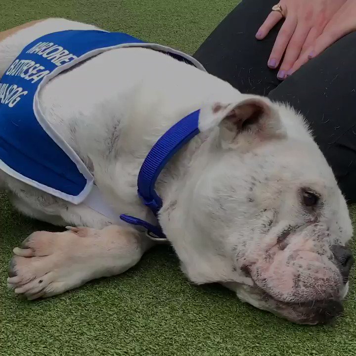 Marjorie was bred in terrible conditions and her puppies sold by a third party to unsuspecting buyers.
#LucysLaw comes into force today to tackle low-welfare and high volume supply of puppies and kittens.
This is what it means in practice: https://www.gov.uk/government/news/lucys-law-spells-the-beginning-of-the-end-for-puppy-farming …