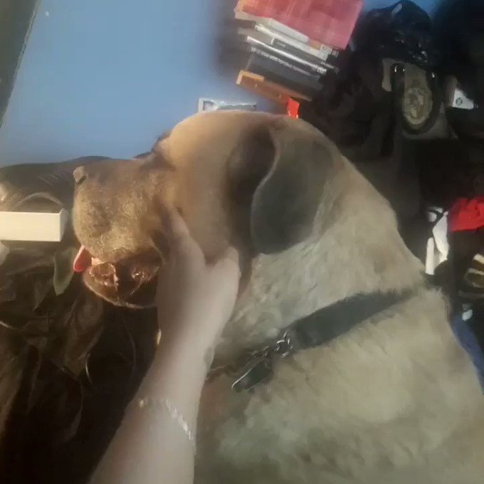 Happy 9th Birthday to my beautiful boy Leo 🖤 https://t.co/ut0ODulcgy<a href="/tag/camgirl"class="tags"><span>#camgirl</span></a>