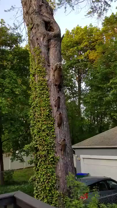 Cuarentena del #coronavirus día 17: Esta familia Mapache decidió hacer su cuarentena en mi patio... HERMOSOS https://t.co/KCSK9e66Mc