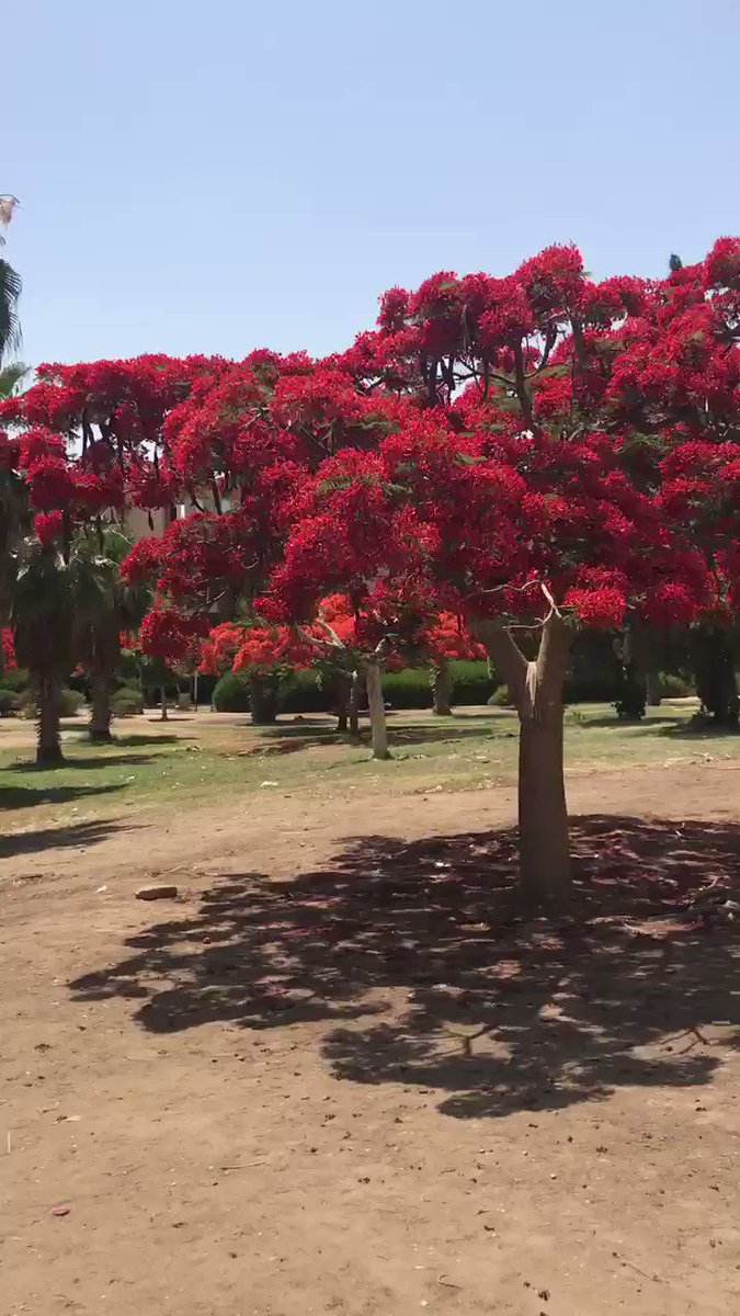 شجرة البونسيانا نباتاتي