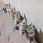 らくだみつかりましたか たくさんの動物の中からラクダを見つけられると 話題の画像プラス らくだみつかりましたか たくさんの動物の中からラクダを見つけられると 話題の画像プラス