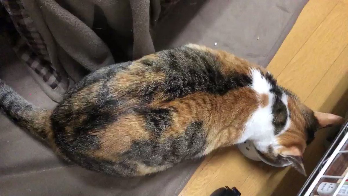 ピュリナ フィリックス(猫用)の口コミ・評判を徹底検証! ピュリナ フィリックス(猫用)の口コミ・評判を徹底検証!