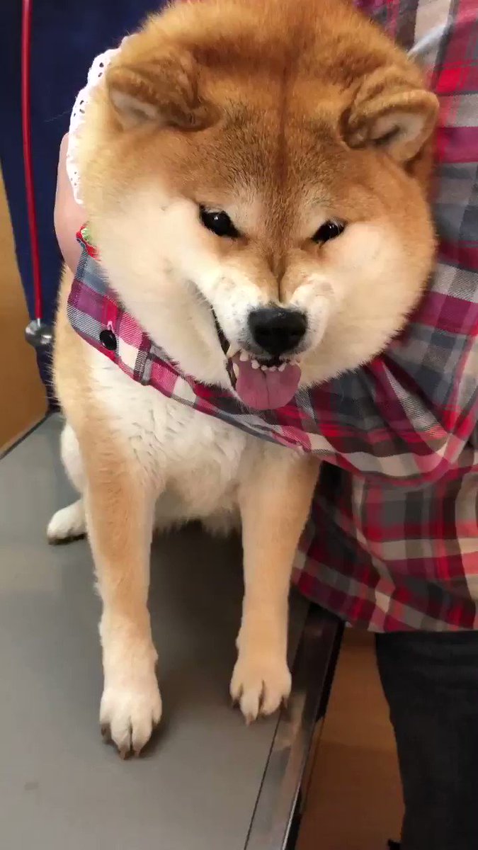 犬 ギャァァ 心臓の音聞いてるだけですよー 注射が苦手な柴犬ハナちゃんの全力すぎる反応がかわいい ねとらぼ
