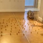 【すごい】真似しようと思ってもこれはできない!ネコさんの意外な得意技・・・!