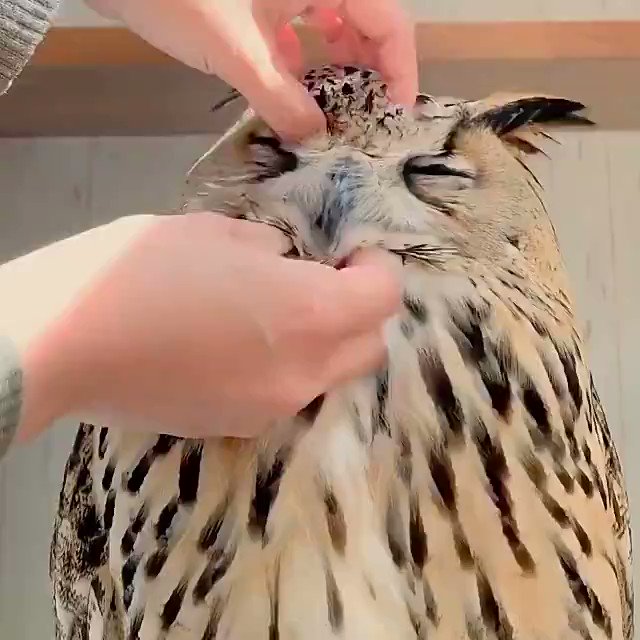 Daily Owls on Twitter