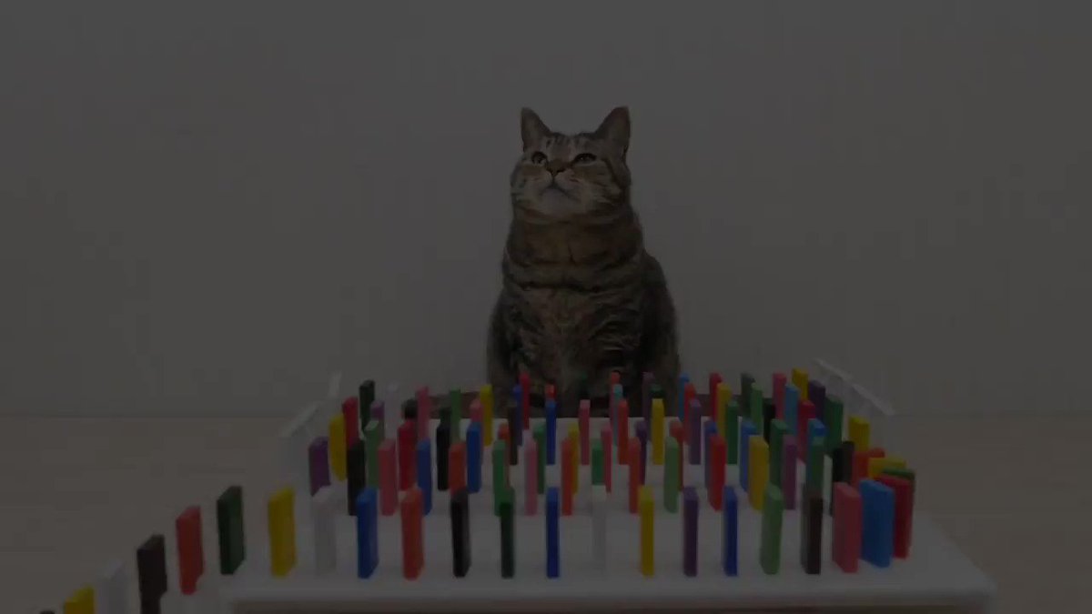 猫ちゃんがピタゴラスイッチの一部になっちゃった 猫とドミノ の動画で2匹の可愛さと仕掛けの巧妙さに世界中が笑顔にさせられる Togetter