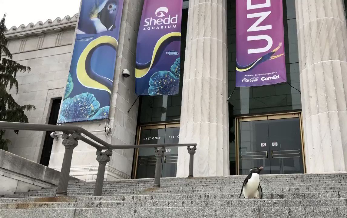 Shedd Aquarium on Twitter