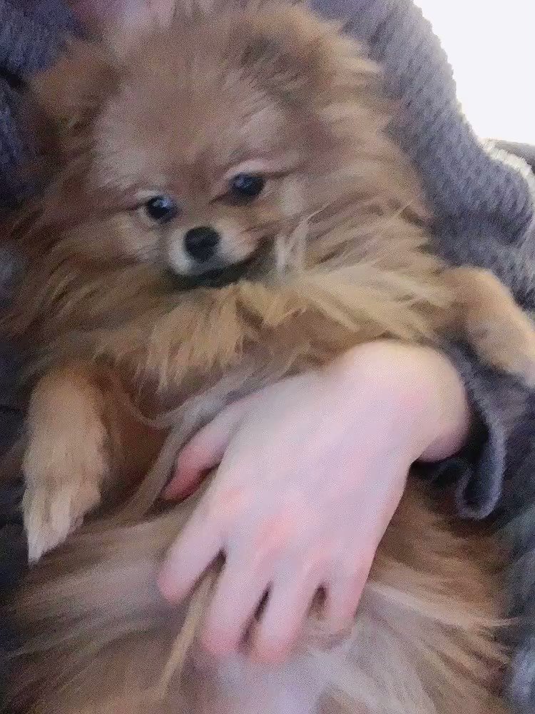 加藤里保菜 ポンちゃん眠い時 クチャクチャって口の音ならす みんなの犬はどうだ 1日1ポンちゃん