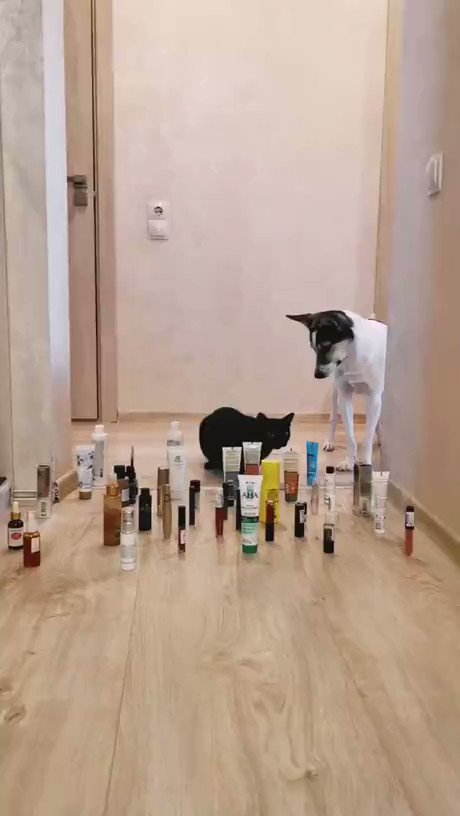 どっちも撫でまわしてやりたい。猫VS犬の挑戦。
