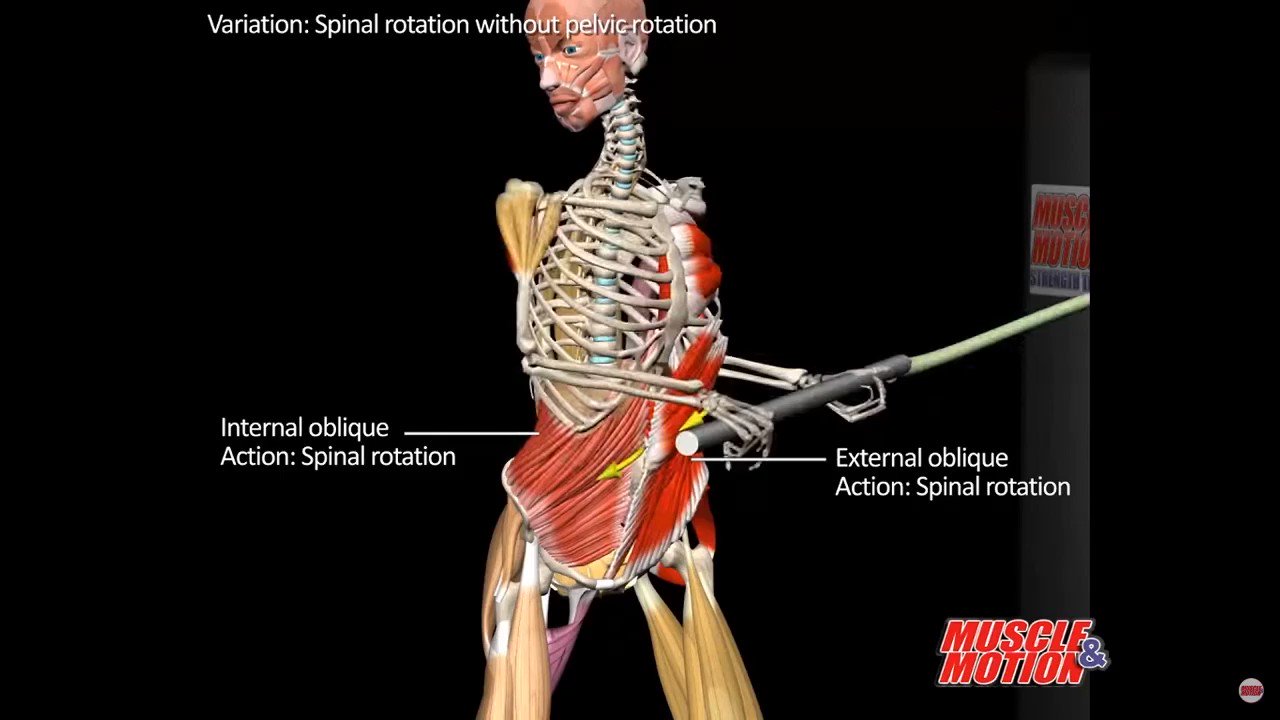 external and internal obliques