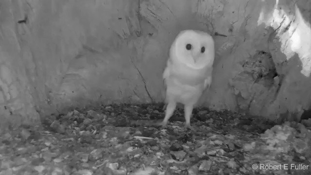 生まれて初めてカミナリの音を聞いたフクロウの赤ちゃんのサムネイル画像