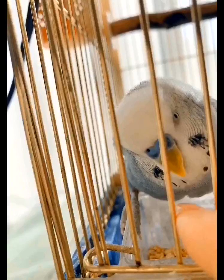 高柳明音 マツコの知らない世界で 鳥ちゃんの特集やってるので 前趣味で作った我が子の お喋り動画 載せるかわいいかわいい 拡散してくれこの可愛さを尊いっっ マツコの知らない世界 セキセイインコ ふうちゃん T Co Eveartnhxq Twitter 高柳明音 マツコの知らない世界で 鳥ちゃんの特集やってるので 前趣味で作った我が子の お喋り動画 載せるかわいいかわいい 拡散してくれこの可愛さを尊いっっ マツコの知らない世界 セキセイインコ ふうちゃん T Co Eveartnhxq Twitter