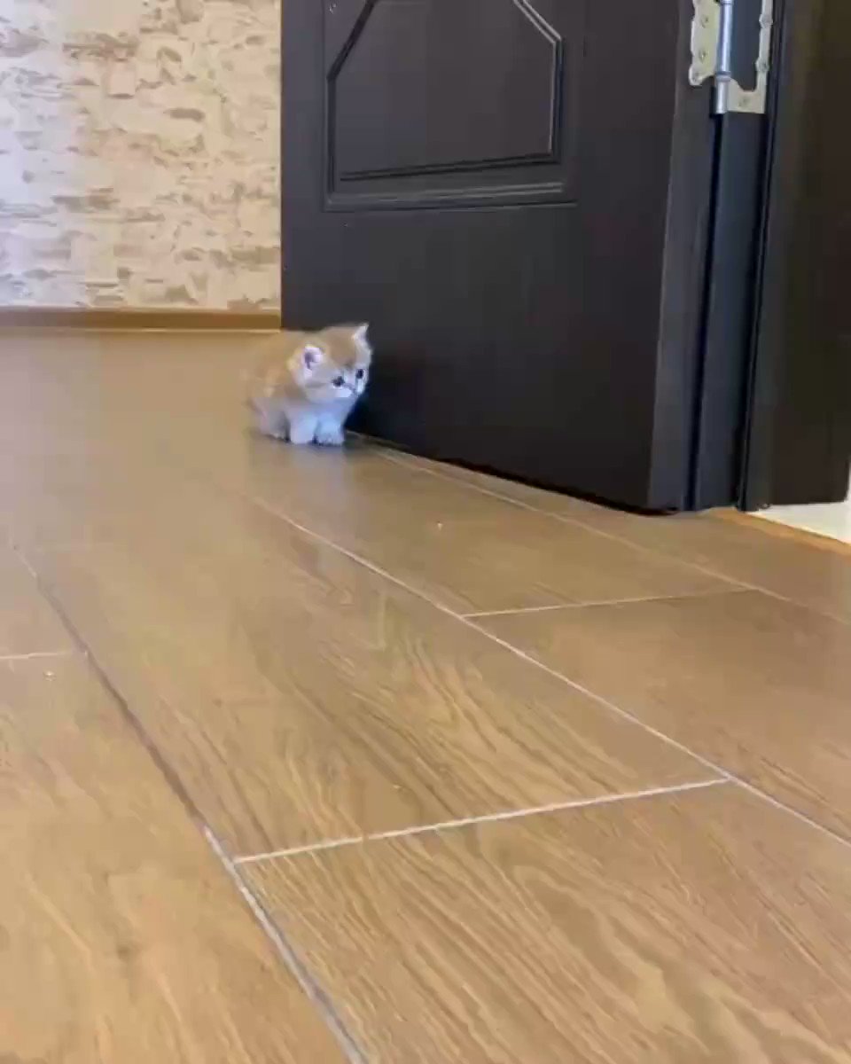 驚かせようとおもっていたのに、反対に驚かされてしまった子猫の反応！