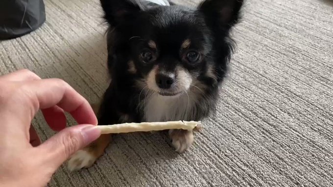 マサイ Fischer S さん の人気ツイート 3 Whotwi グラフィカルtwitter分析