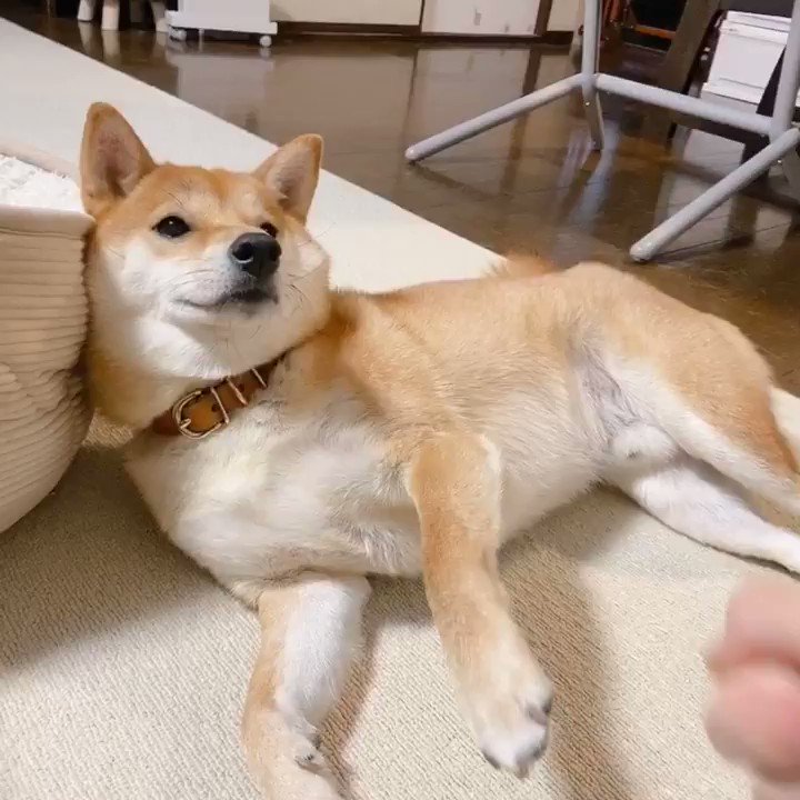 ついふぁん 柴犬りんご郎さんの人気ツイート