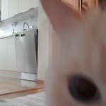 必死に飼い主を求める愛猫の姿を見て「もう二度としない」と誓った。