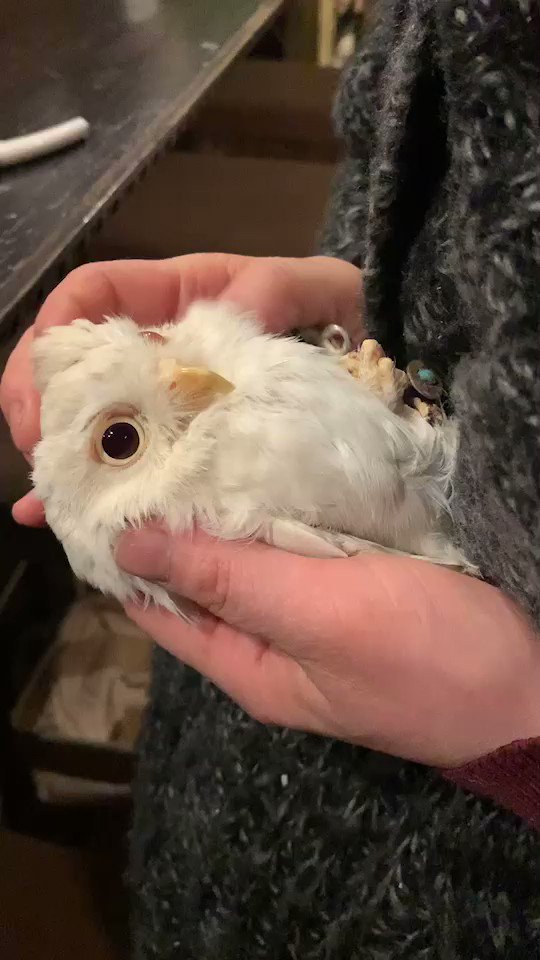 まるでファービーみたいｗｗ飼い主に甘えるアルビノ(フクロウ)が可愛くて癒される！！