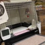 高速しっぽフリフリw犬みたいなうさぎの可愛い映像です!