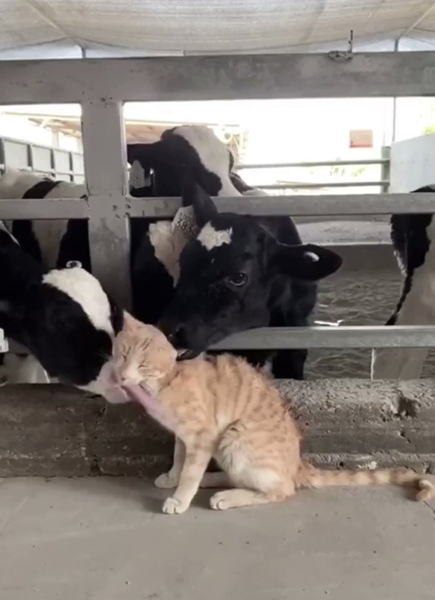 動じない。有り得ないくらいハムハムされてる猫さん。