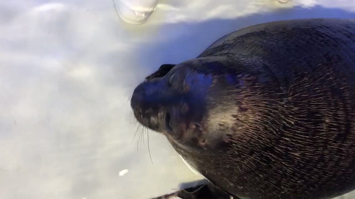 水族館のバックヤードの日常 直立不動でこっちを見てくるアザラシがいる 妖怪の正体か と言われる 2ページ目 Togetter