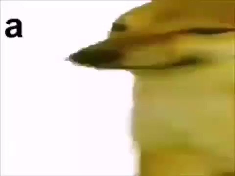 Mrmrmangohead Realmangohead Twitter Mrmrmangohead Realmangohead Twitter
