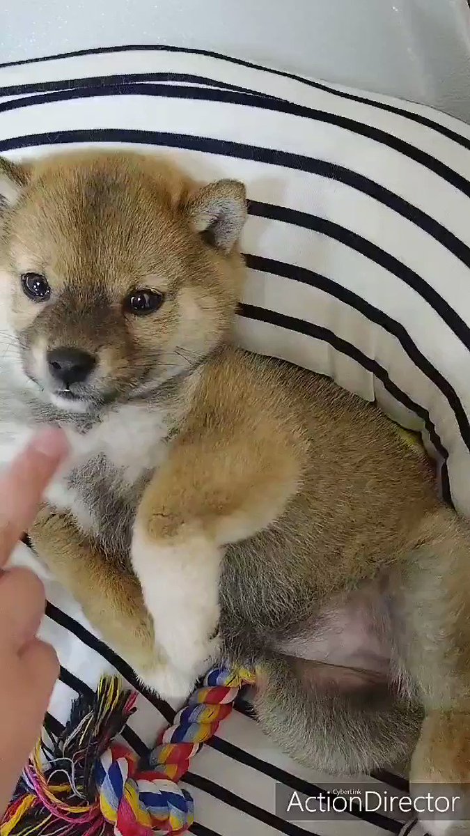 子犬 あれれ 足が動いちゃうよ 胸毛をさすると後ろ足をパタパタ動かす柴犬の動画が癒やされる ねとらぼ