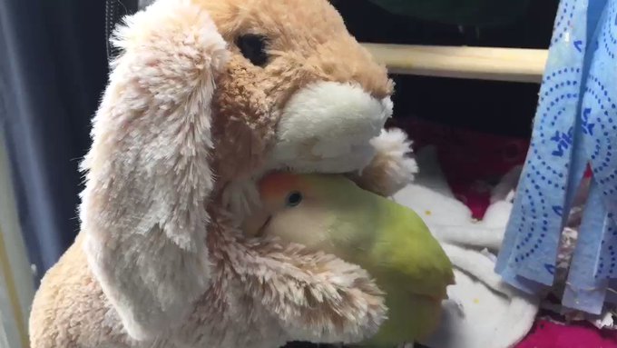 Certainly off brand, but here&rsquo;s my Lovebird getting some cuddles from her bunny puppet. https://t.co