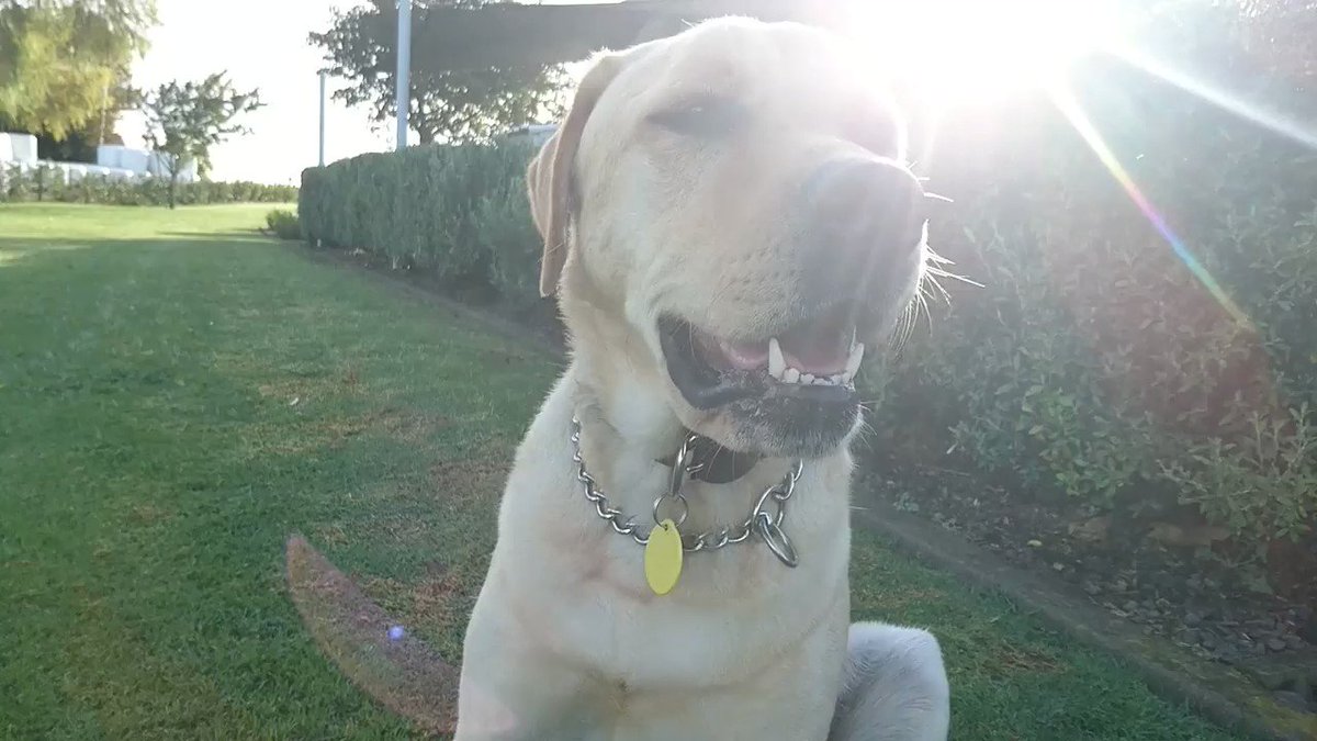 やんちゃ犬 Inakalifenz Twitter やんちゃ犬 Inakalifenz Twitter