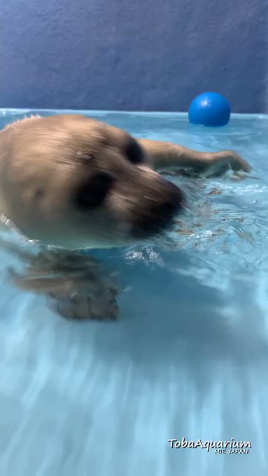 Kumaさん がハッシュタグ バイカルアザラシ をつけたツイート一覧 1 Whotwi グラフィカルtwitter分析