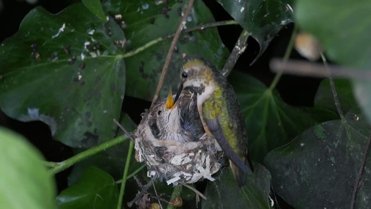 I was pruning ivy off my back fence and all of the sudden I saw this little nest. My son set up a camera and got this fantastic video. I wish everything was this simple. #gardening #wildlife https://t.co/Ldi9bUimPM