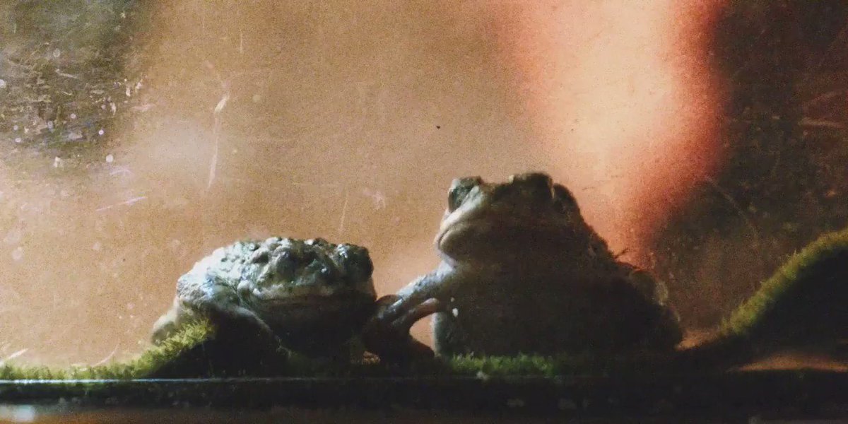 Go behind the scenes of the Boyfriend video with me and the real star… Fiona!! 🐸 https://t.co/qe35dmnExu https://t.co/8lXq8bmAXA