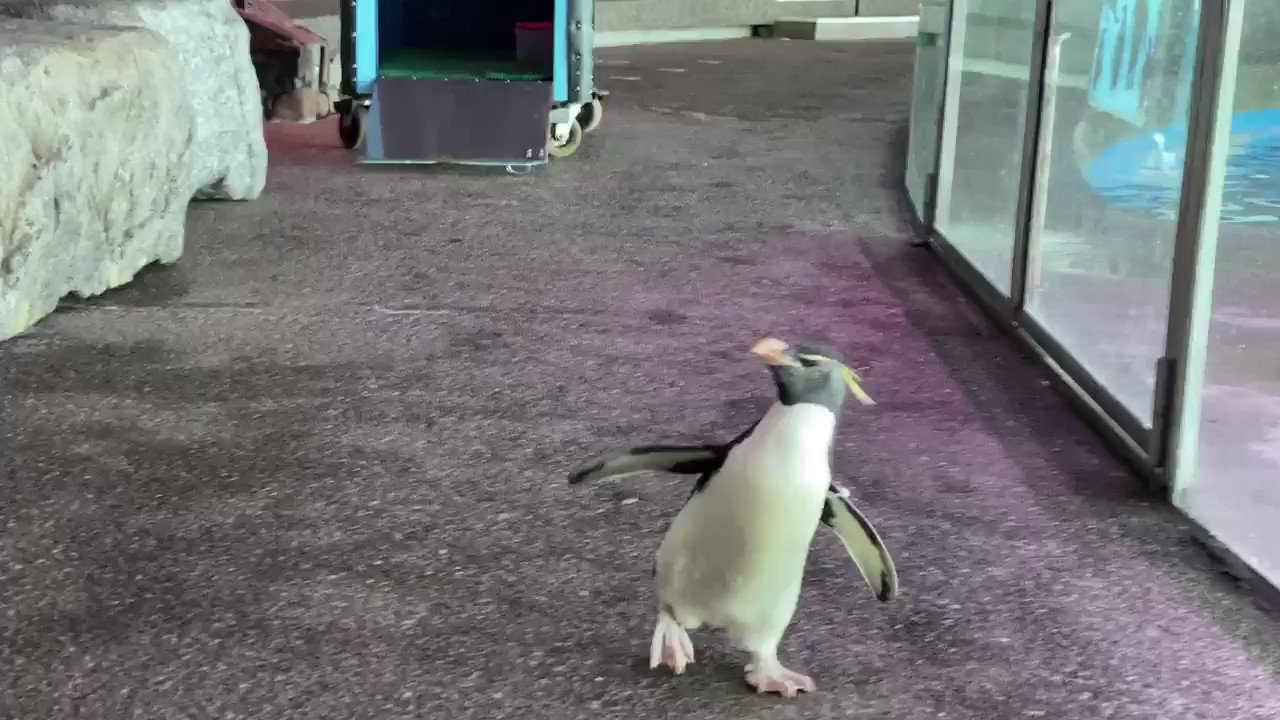 Shedd Aquarium on Twitter: "@julianamotzko Tuna fish is too big for