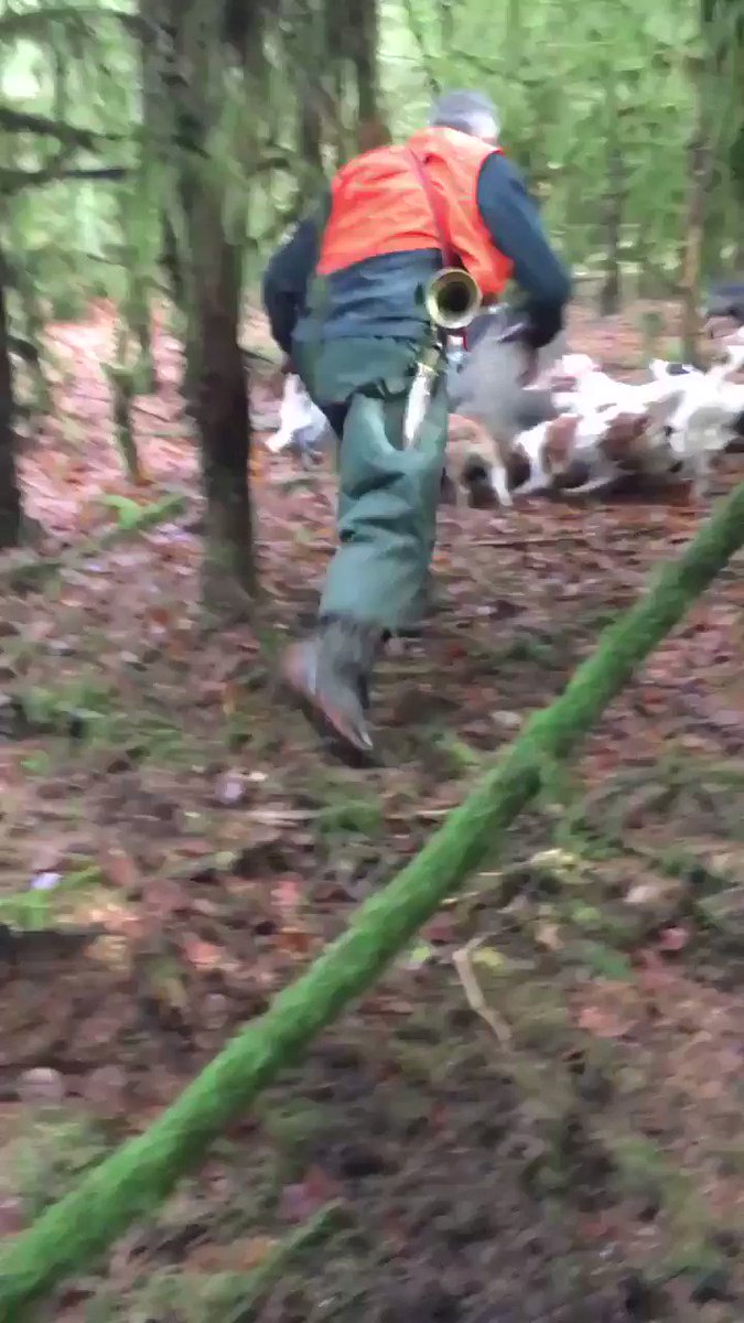 Des images insoutenables de chasses au ferme, où un #sanglier est tué de la pire des manières. Le journaliste Hugo Clément précise que la vidéo a vraisemblablement été tournée en Belgique. #TiredEarth #biodiversité #chasse #AnimauxSauvage pic.twitter.com/B1QPAcy0CZ