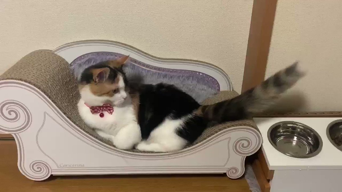 愛猫の気持ちがわかる 猫のしっぽの動き方について深堀してみました