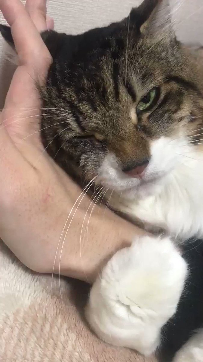 在宅期間が始まって一番得しているのは猫！？甘える姿がかわいい！