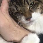 在宅期間が始まって一番得しているのは猫!？甘える姿がかわいい!