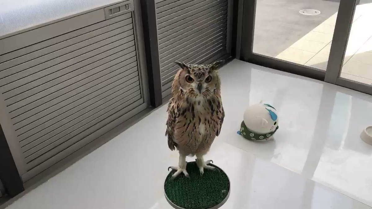 フクロウと話すときはフクロウ語を使いましょう フクロウ語で話しかけたときのフクロウの反応があまりにもかわいい Togetter