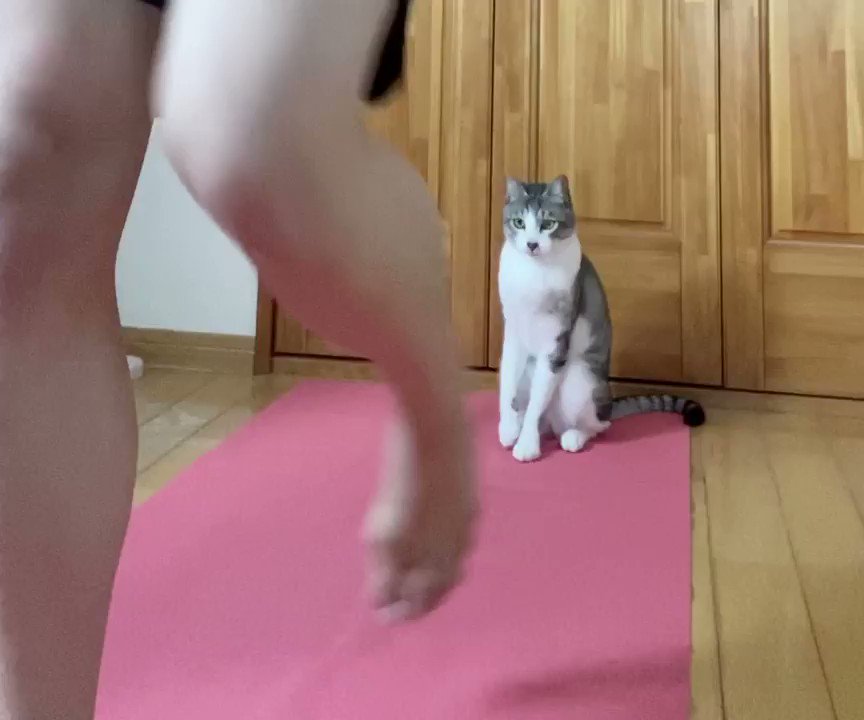 ニャンてこった 柔道世界女王 厳しい 猫教官 との猛練習に反響 可愛いのに The Answer