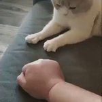 飼い主のモノマネをしてグーパーする猫ちゃんがかわいすぎる